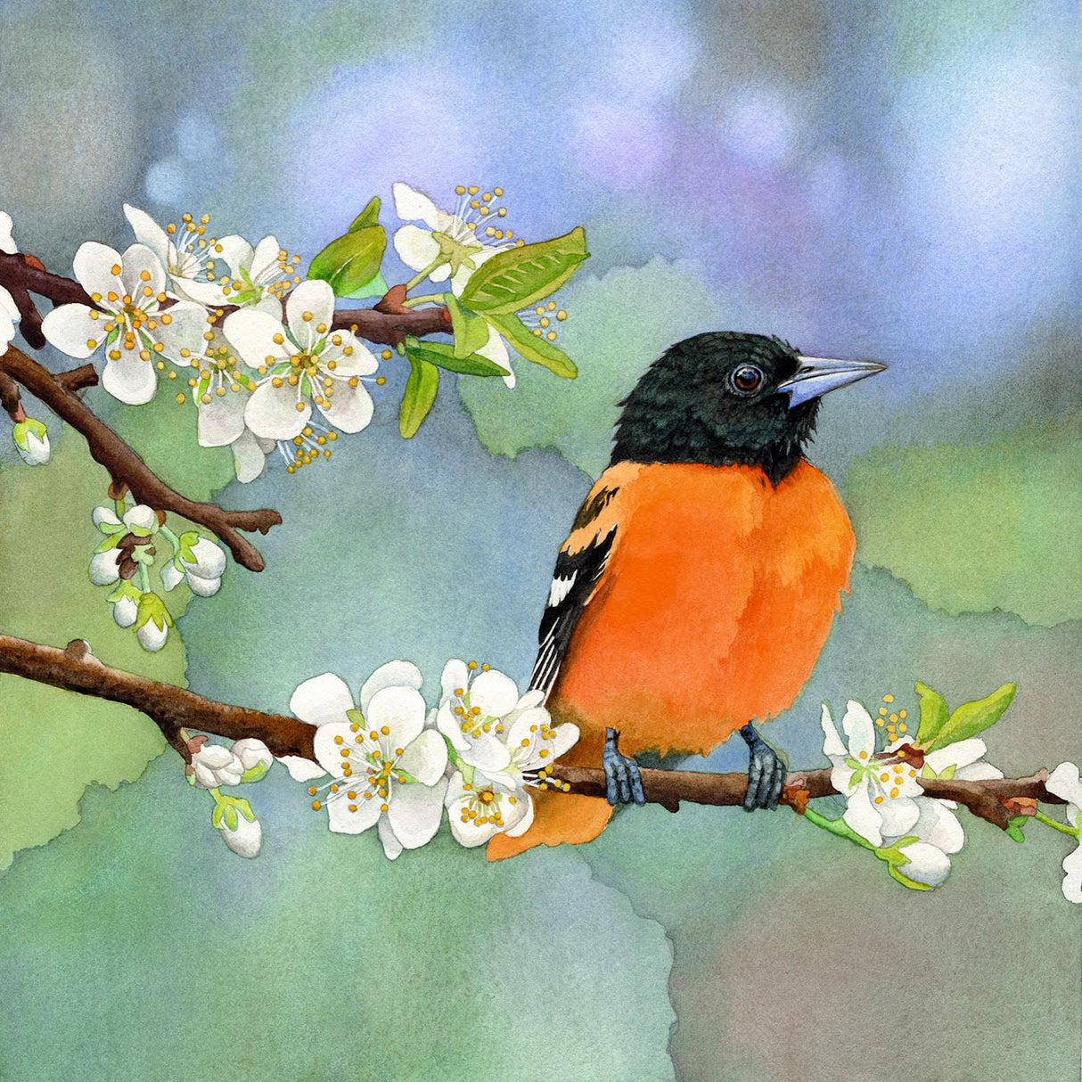 Apples and Oranges NEW 2025