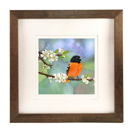 Apples and Oranges NEW 2025