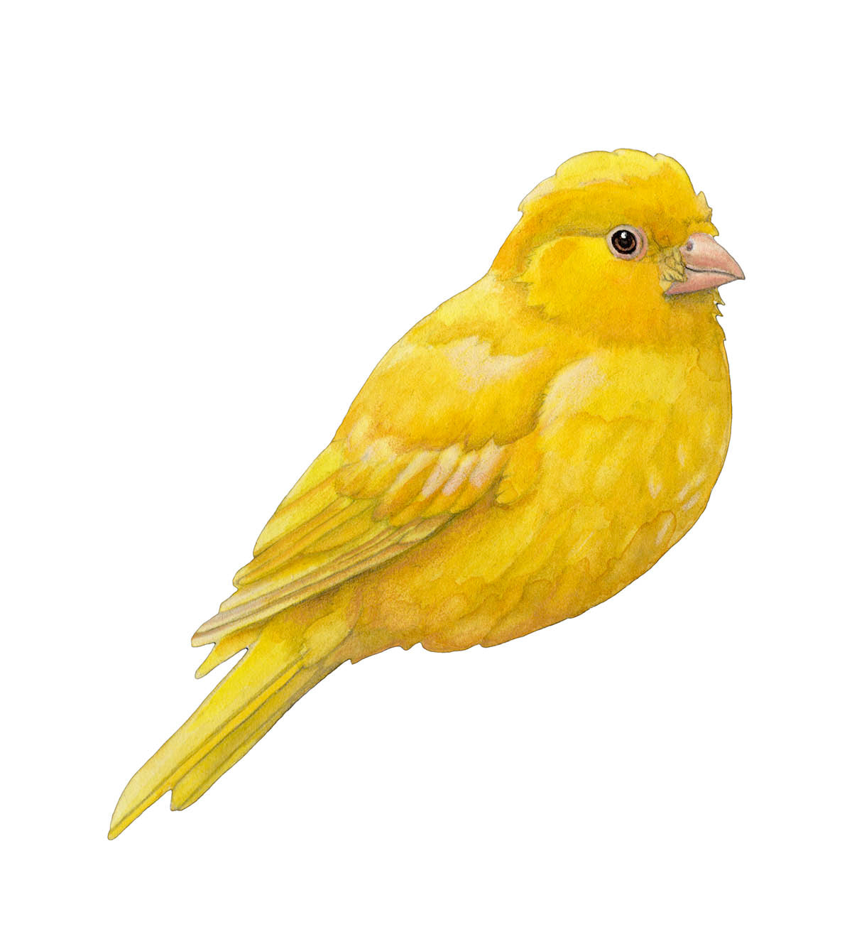 Canary Dry Rub Art Transfers - pack of 6 (3 for white surface, 3