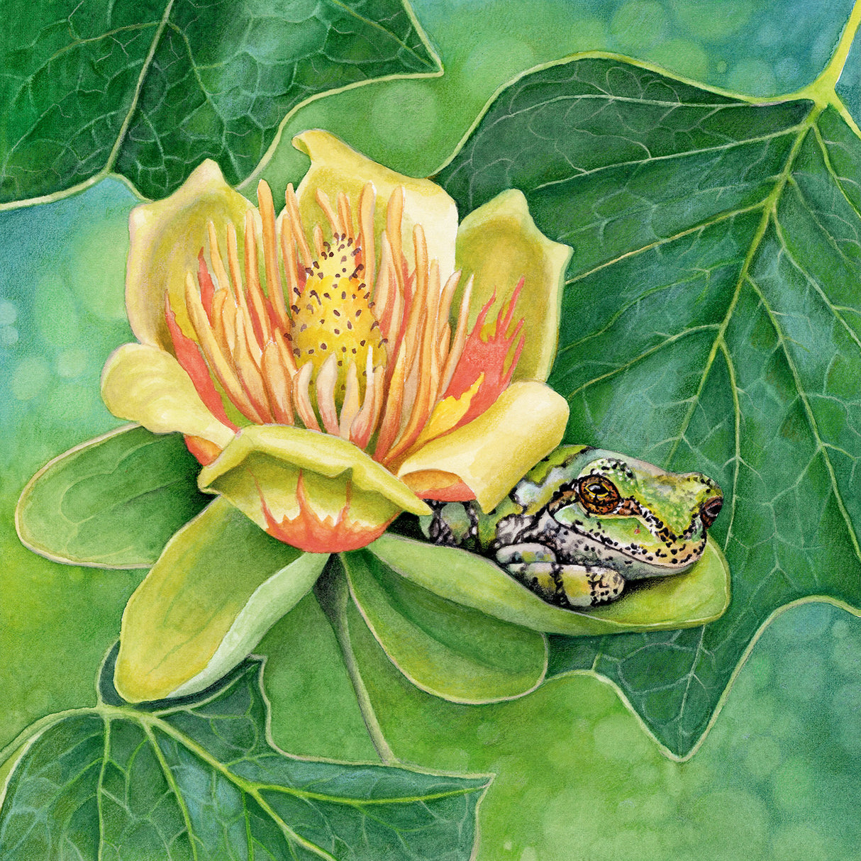 Shade of the Tulip Tree