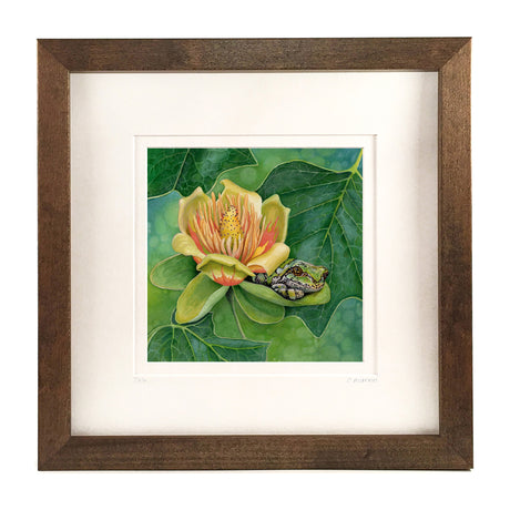 Shade of the Tulip Tree