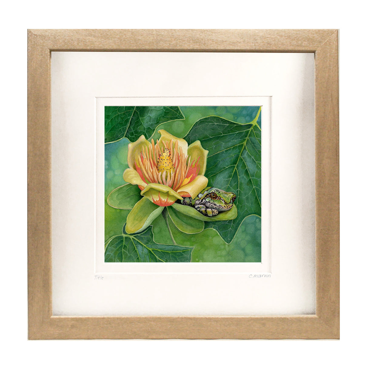 Shade of the Tulip Tree