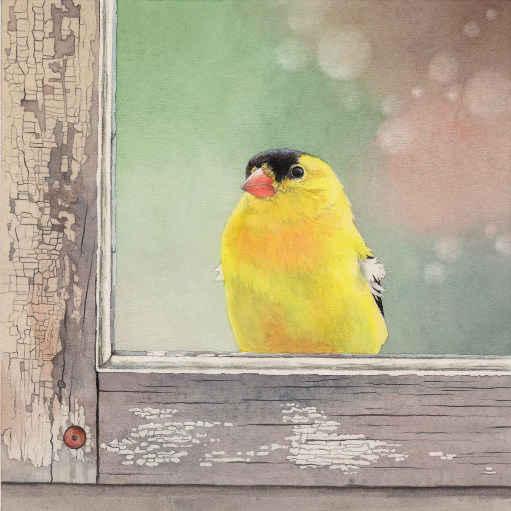 Window Finch - Gallery