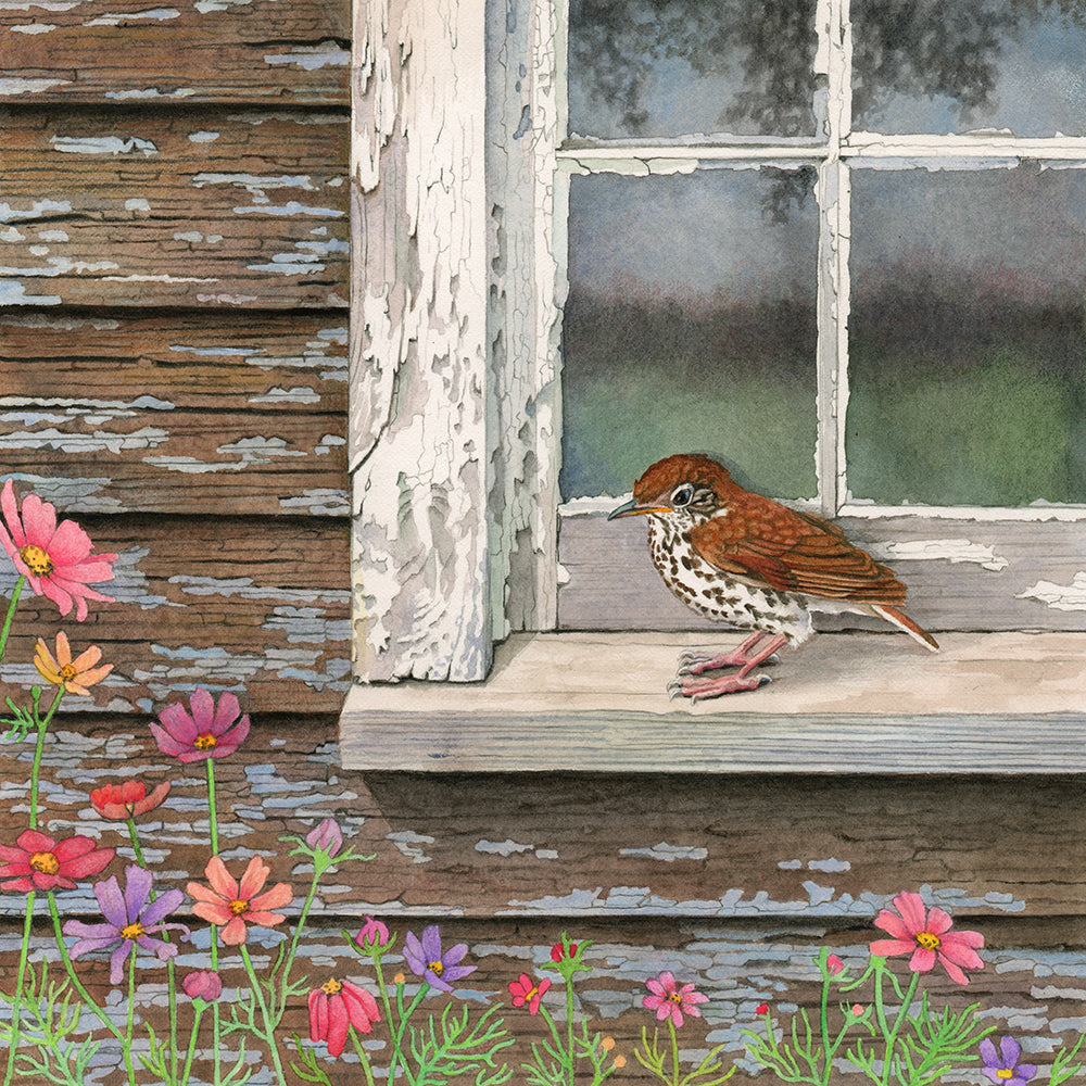 Wood Thrush at the Window - Gallery