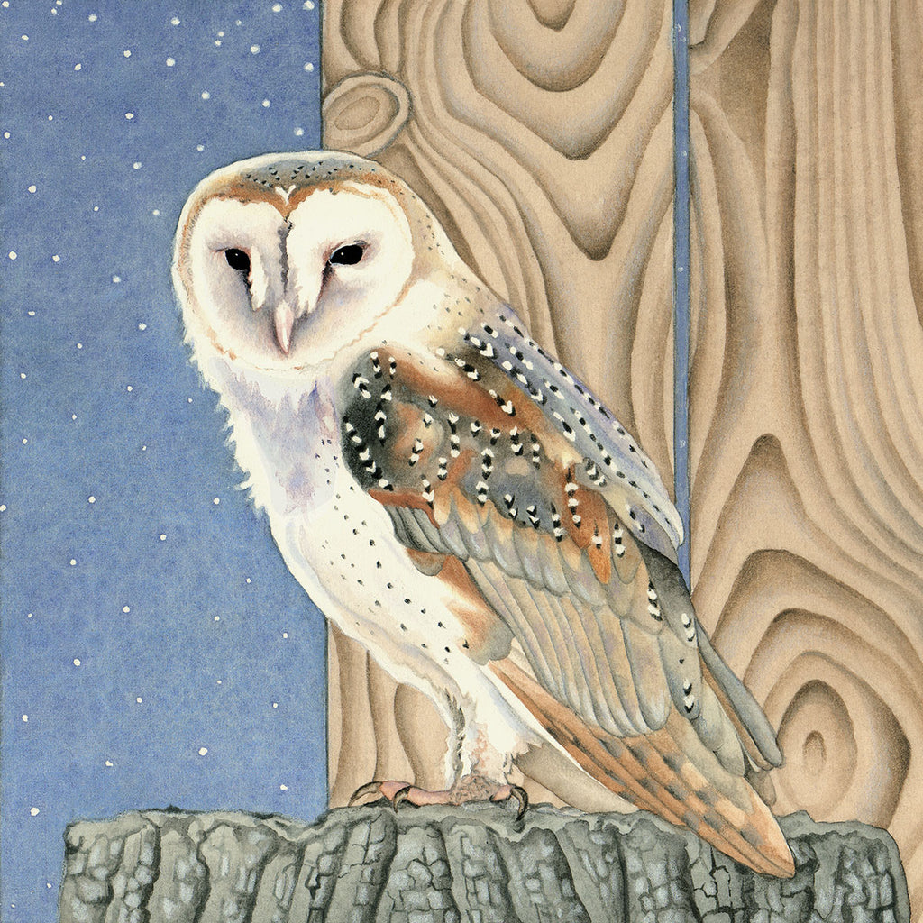 Barn Owl