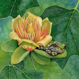 Shade of the Tulip Tree