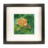 Shade of the Tulip Tree