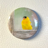 Window Finch - Art Magnet