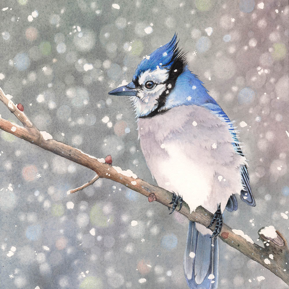 watercolour painting of bluejay on a branch on a snowy day