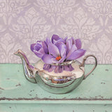 Behold the Crocus