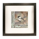 Bird on a Branch