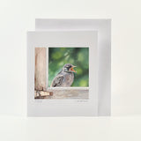 Flycatcher