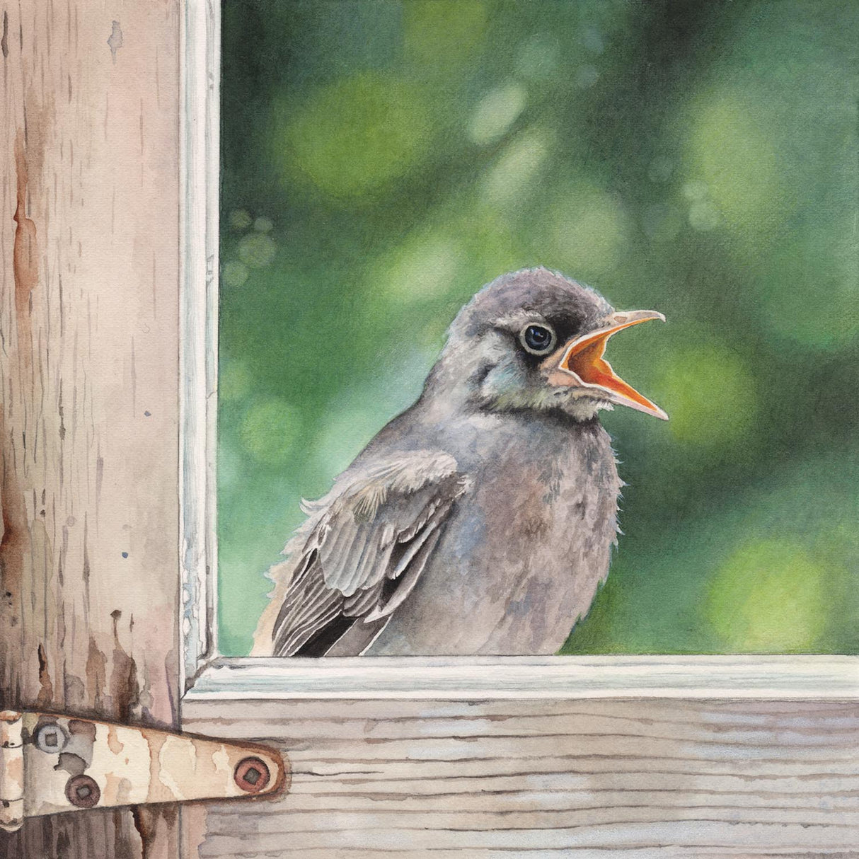 Flycatcher