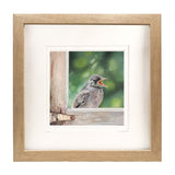 Flycatcher