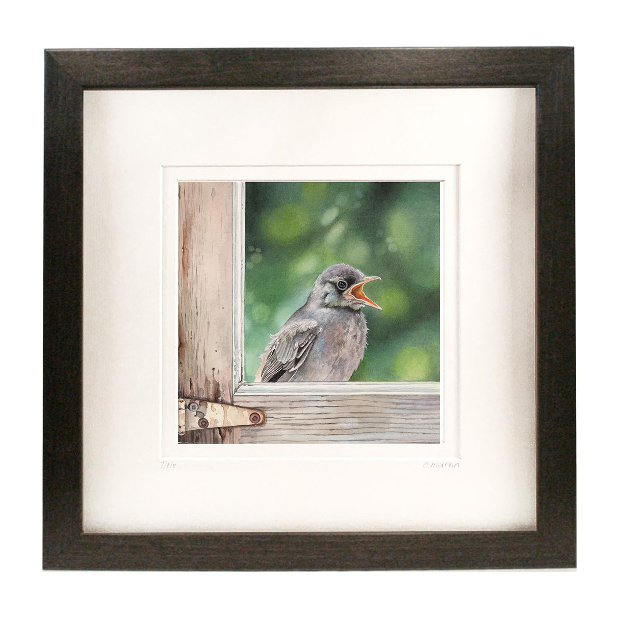 Flycatcher
