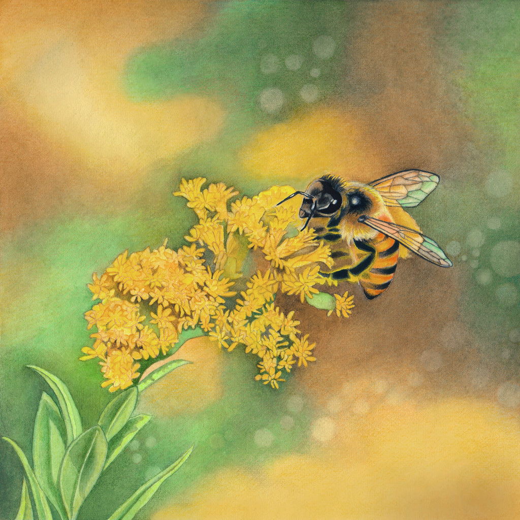 Honeybee - Gallery