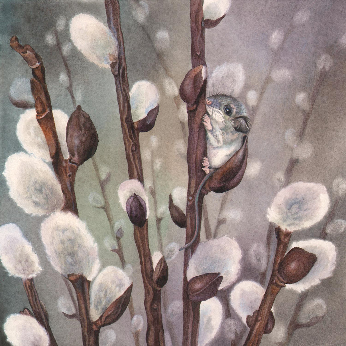 Mousy Willow