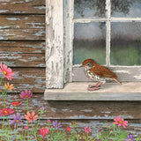 Wood Thrush at the Window